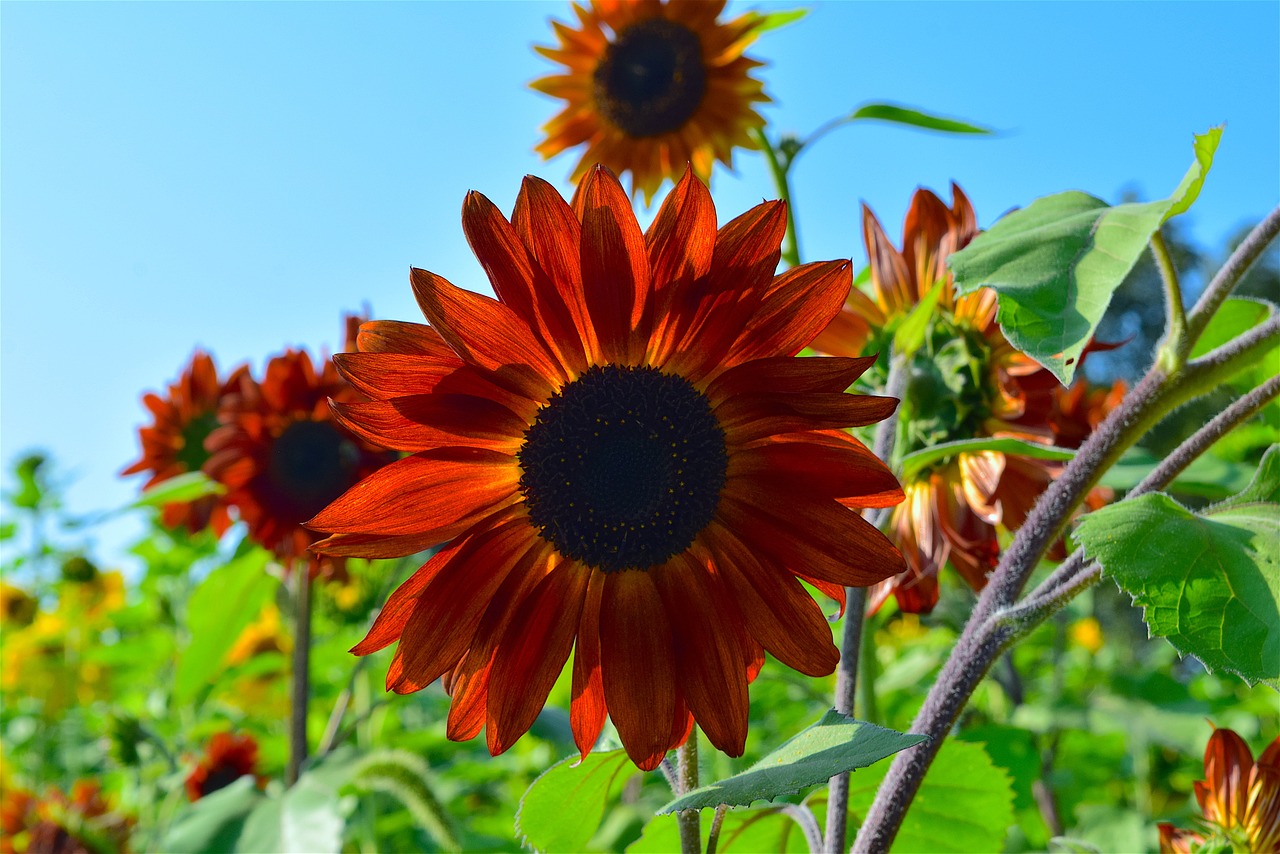 sunflower orange nature free photo