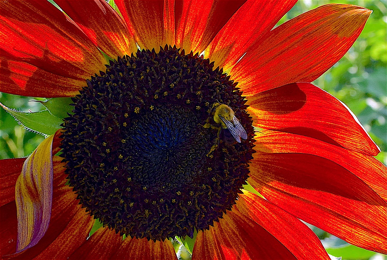 sunflower red plant free photo