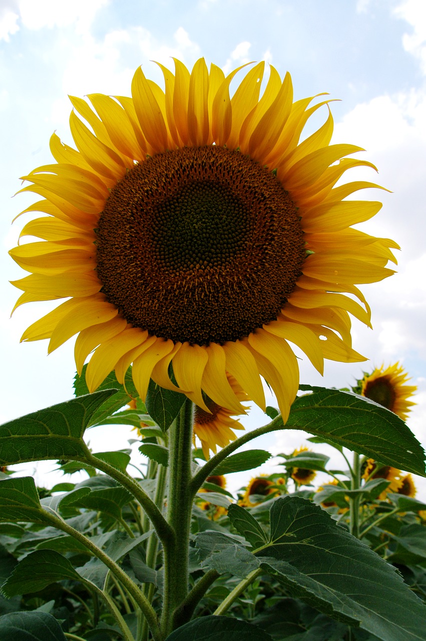 sunflower bloom yellow flower free photo