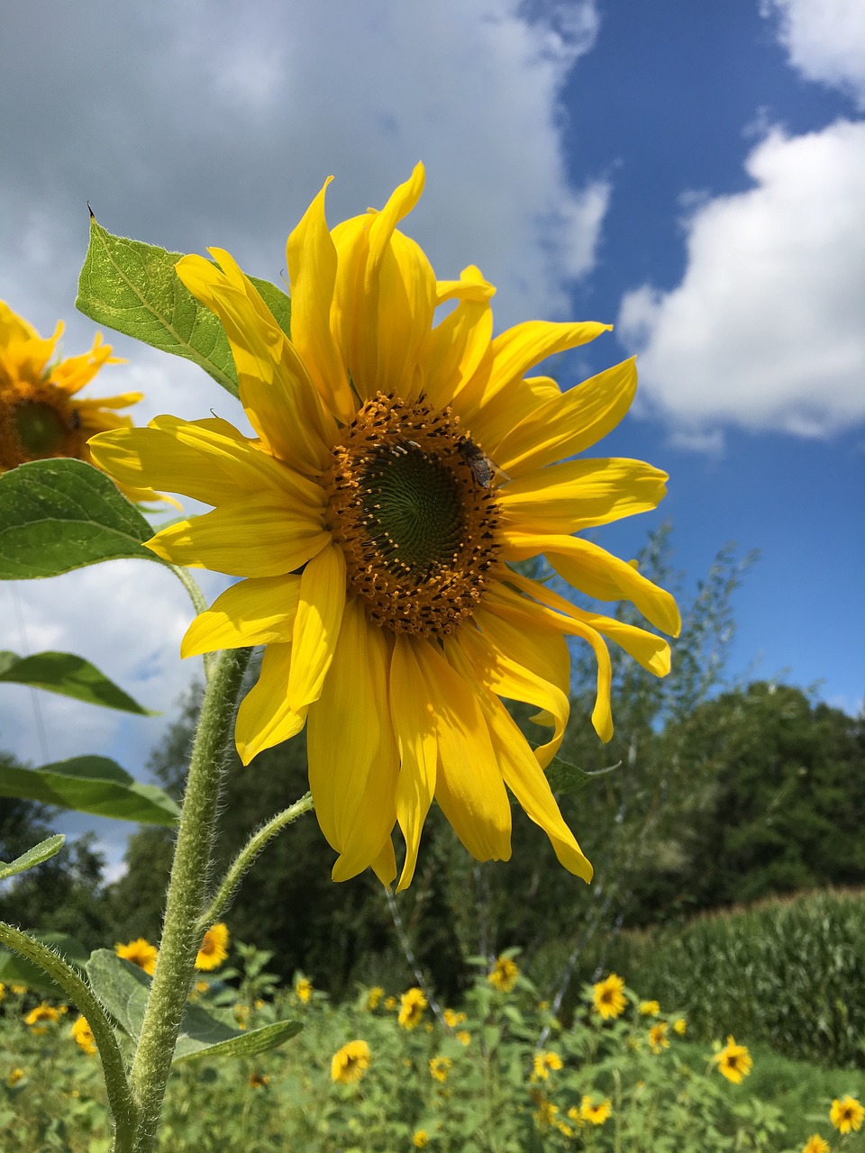 sunflower summer rear free photo