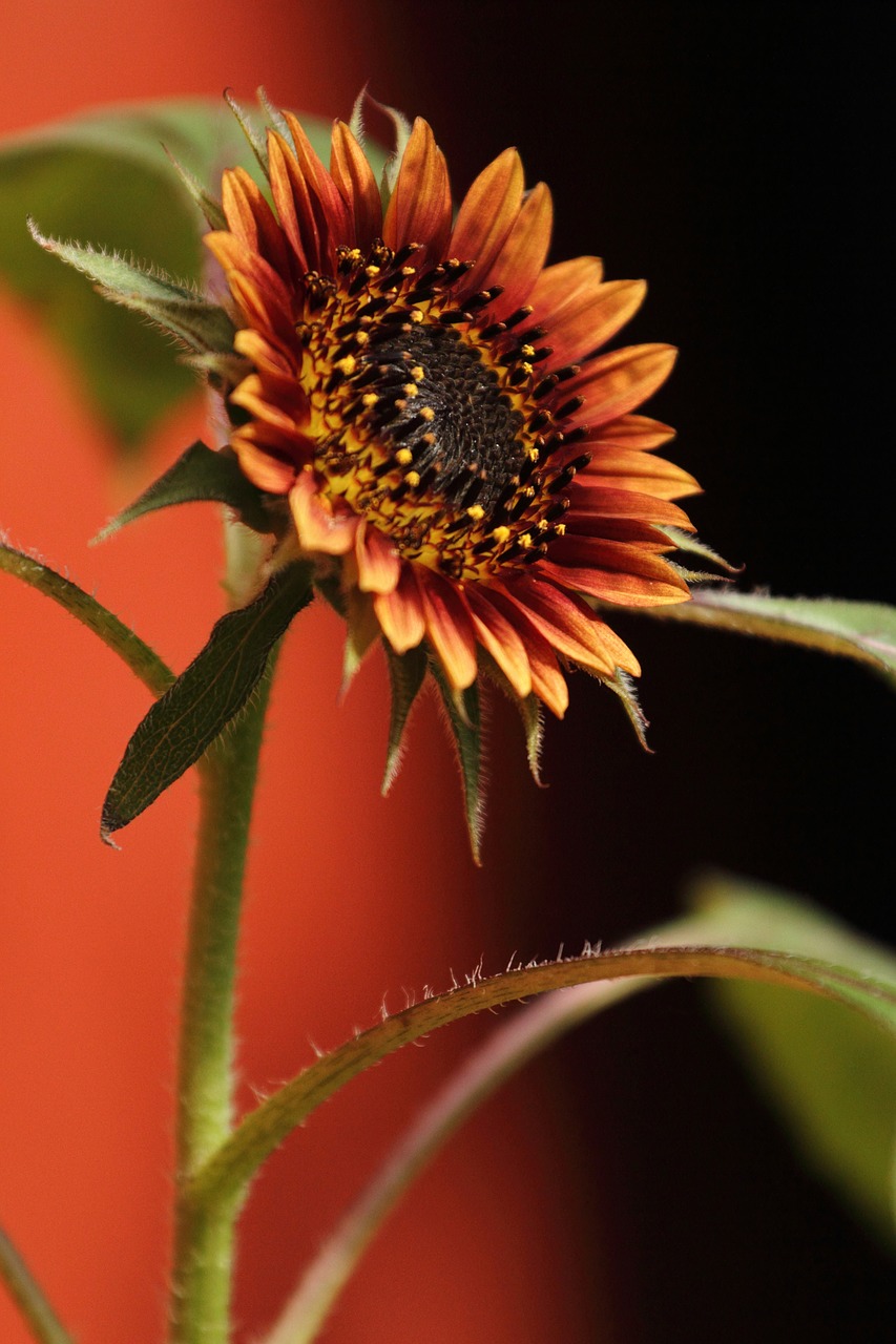 sunflower red nature free photo