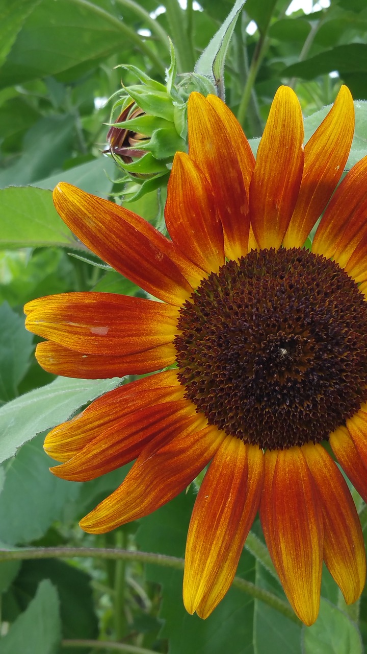 sunflower closeup nature free photo