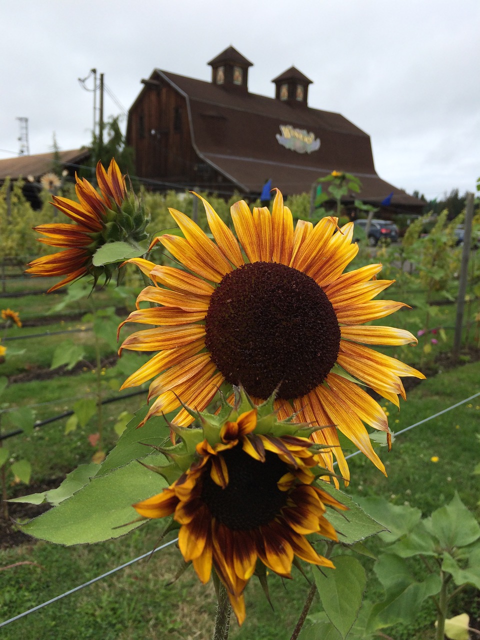 sunflower summer blossom free photo