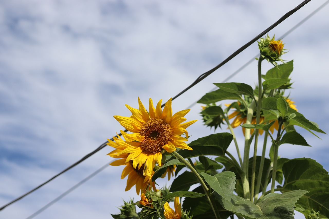 sunflower nature country free photo