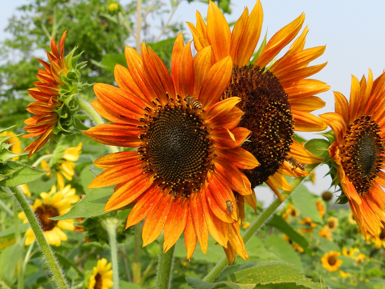 sunflower garden field free photo