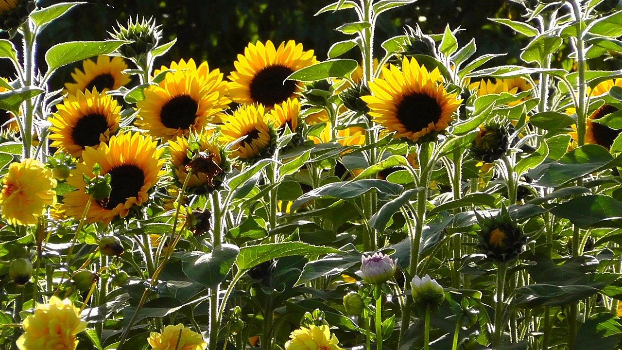 sunflower sun flower plant free photo