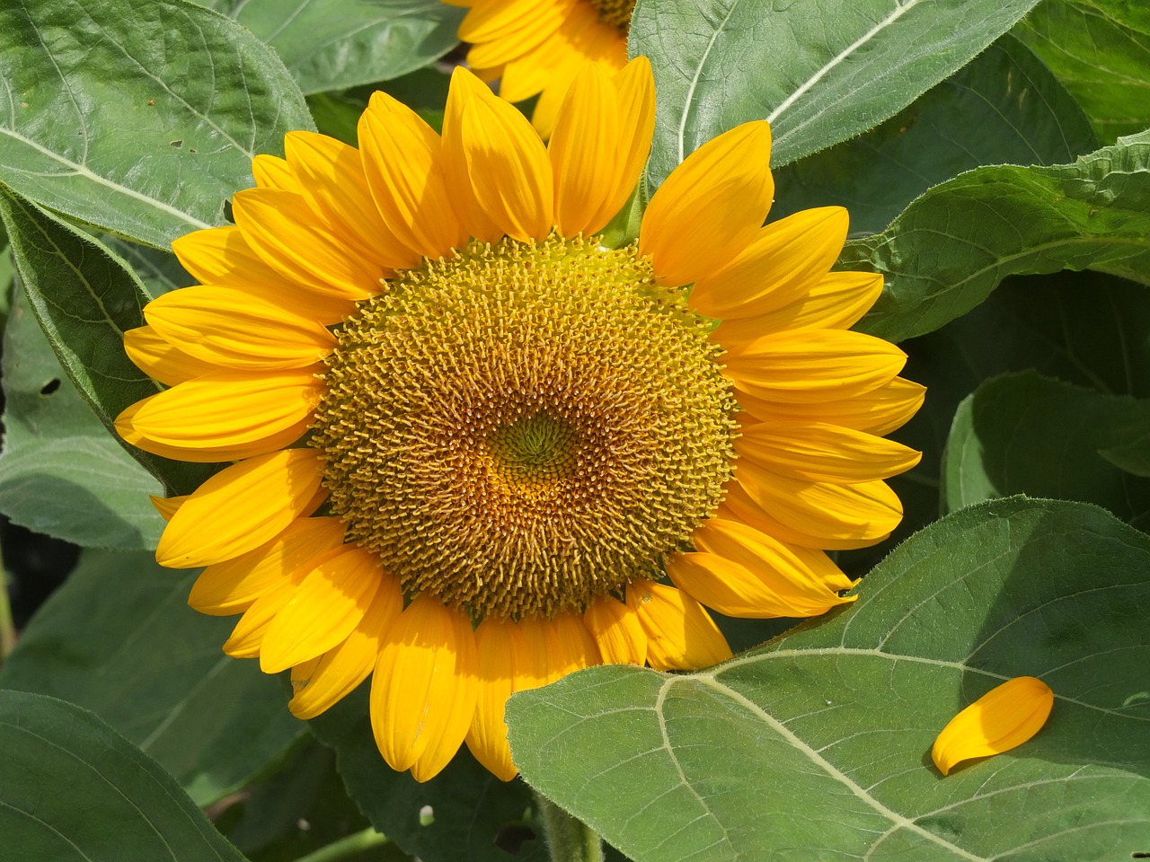 sunflower yellow nature free photo