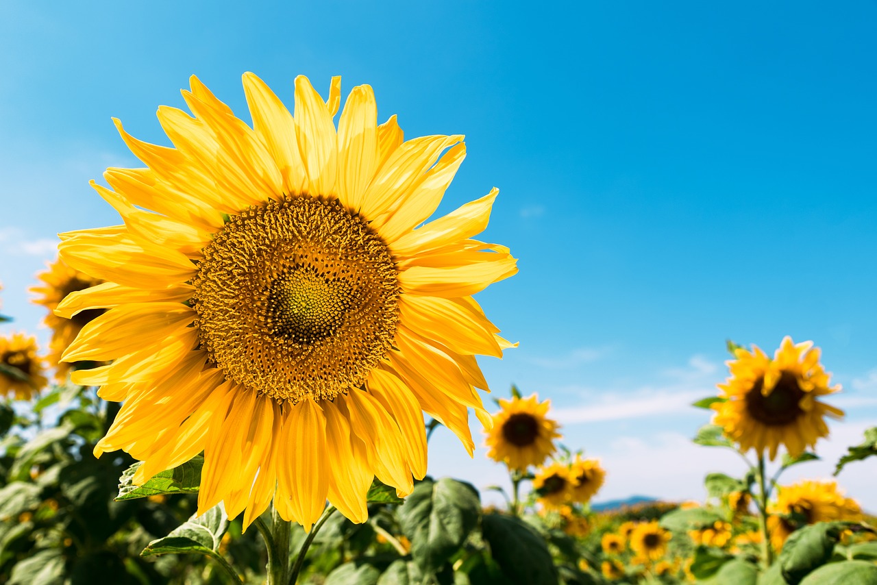 sunflower sunny day sky free photo