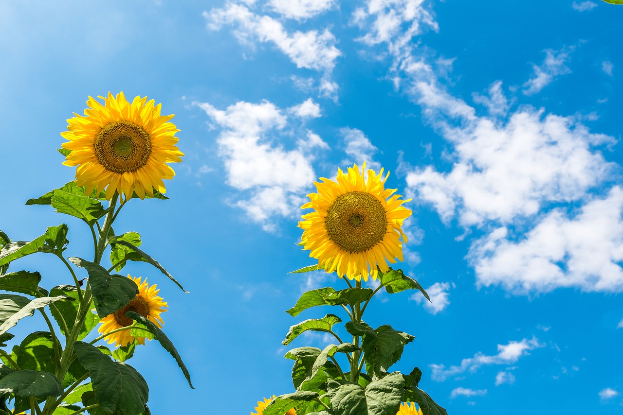 sunflower sunny day sky free photo