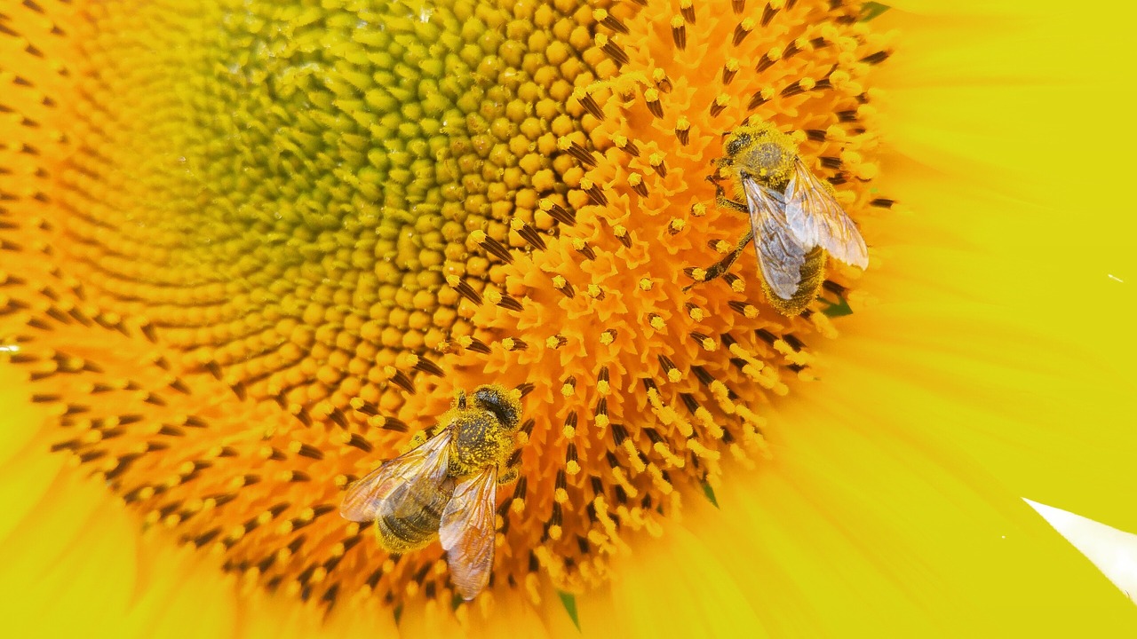 sunflower flower bee free photo