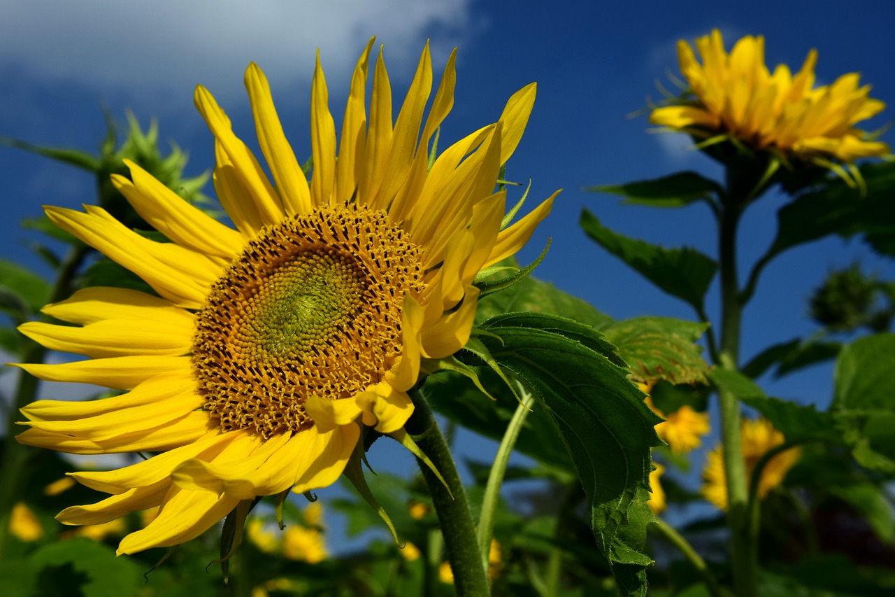 sunflower sunflower field yellow free photo