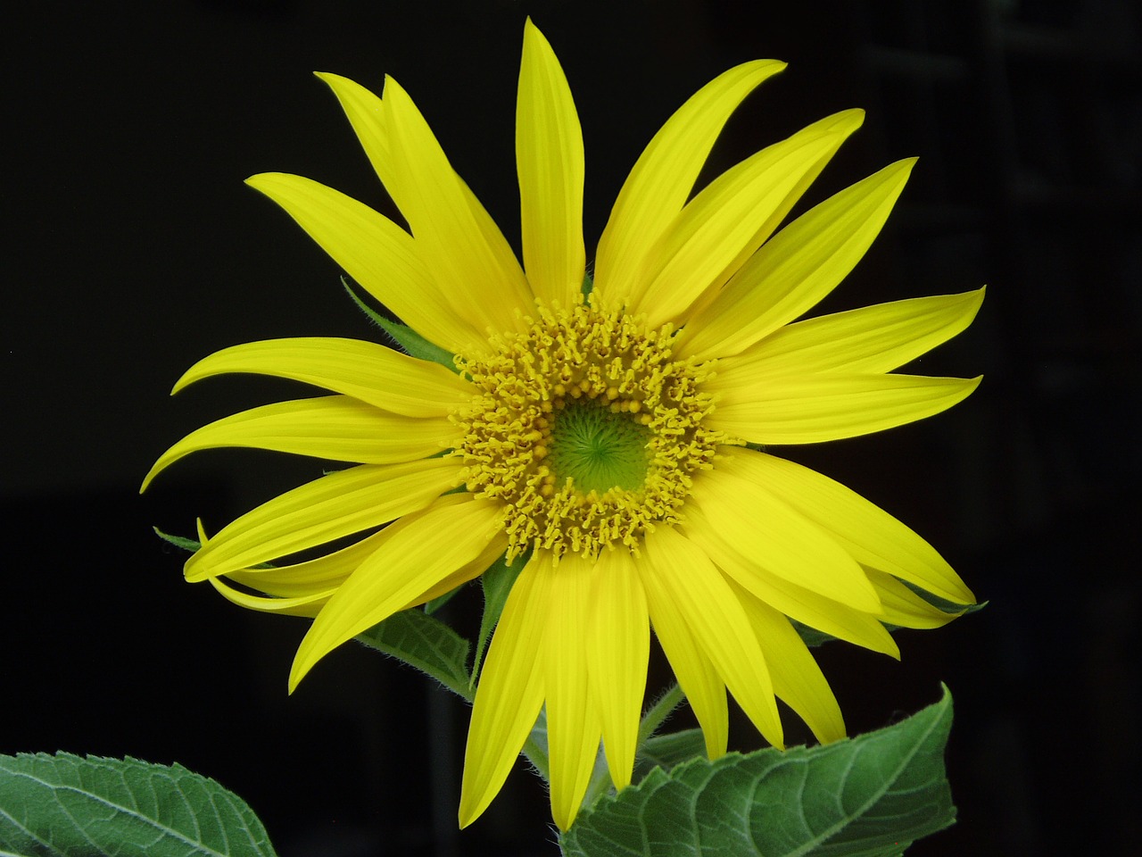 sunflower flowers yellow free photo