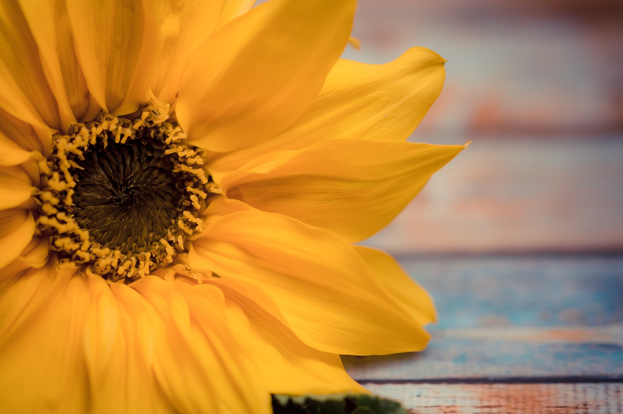 sunflower flower background free photo