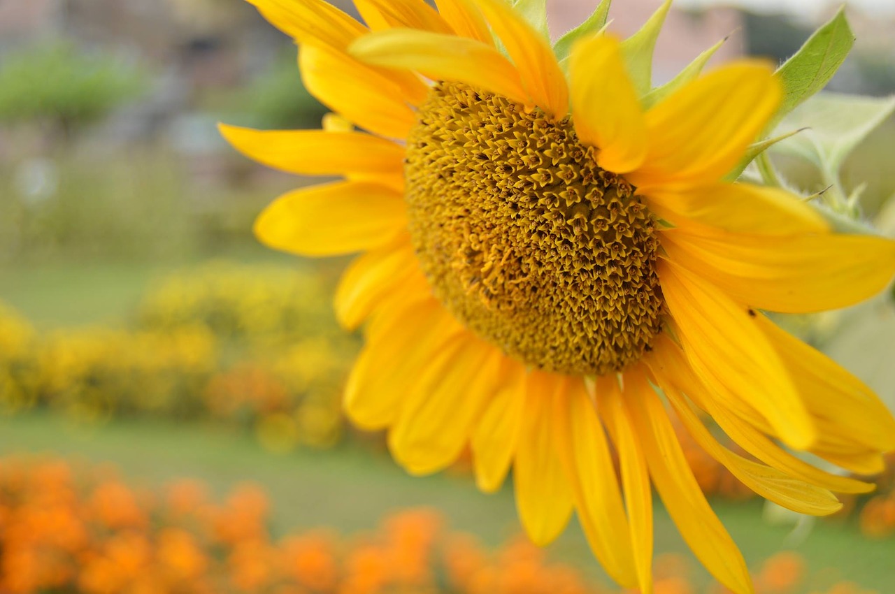 sunflower flower nature free photo