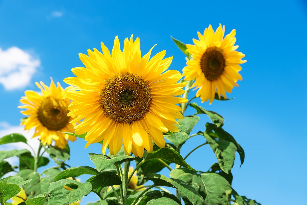 sunflower sf festival free photo