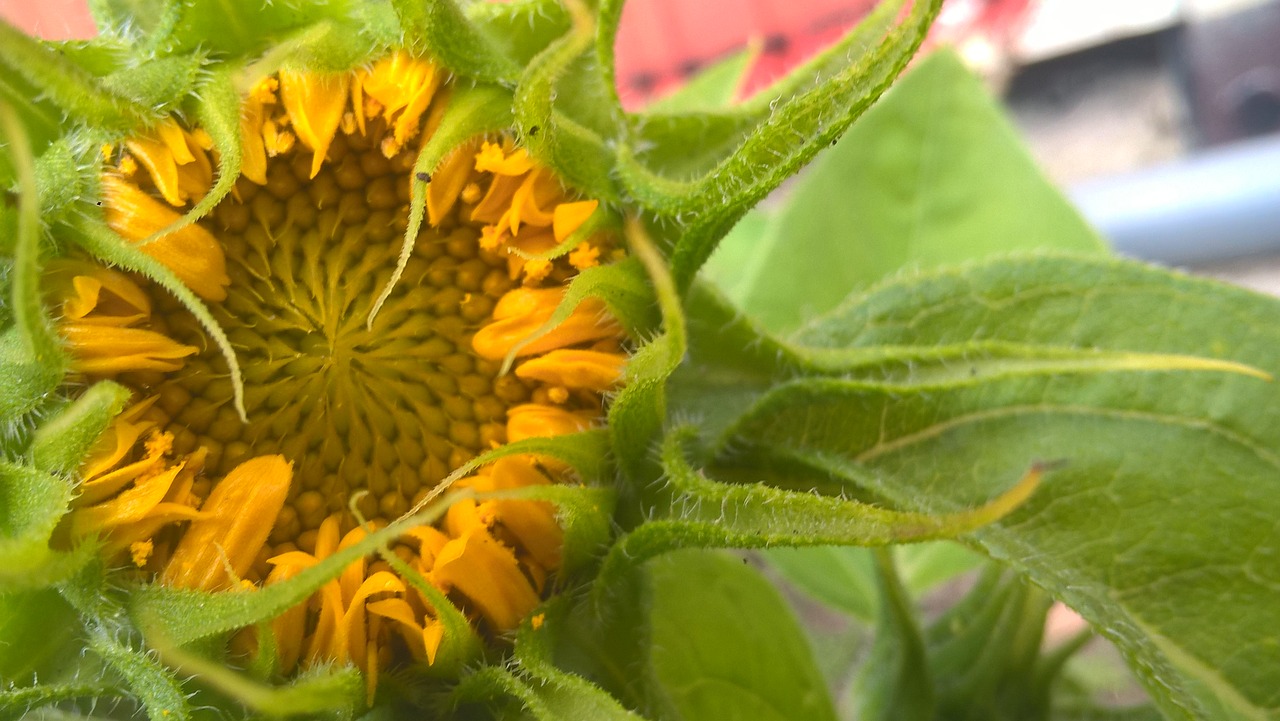 sunflower button summer free photo