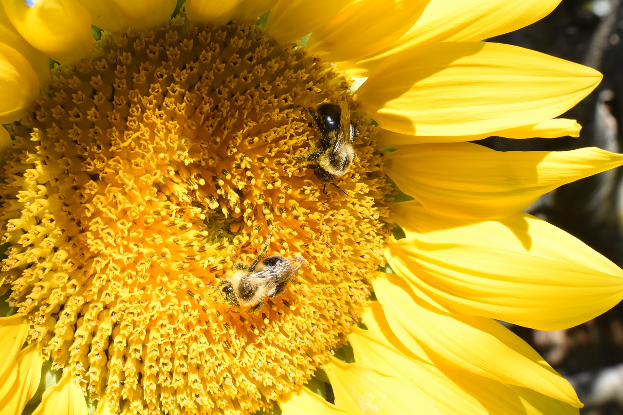 sunflower flower bees free photo