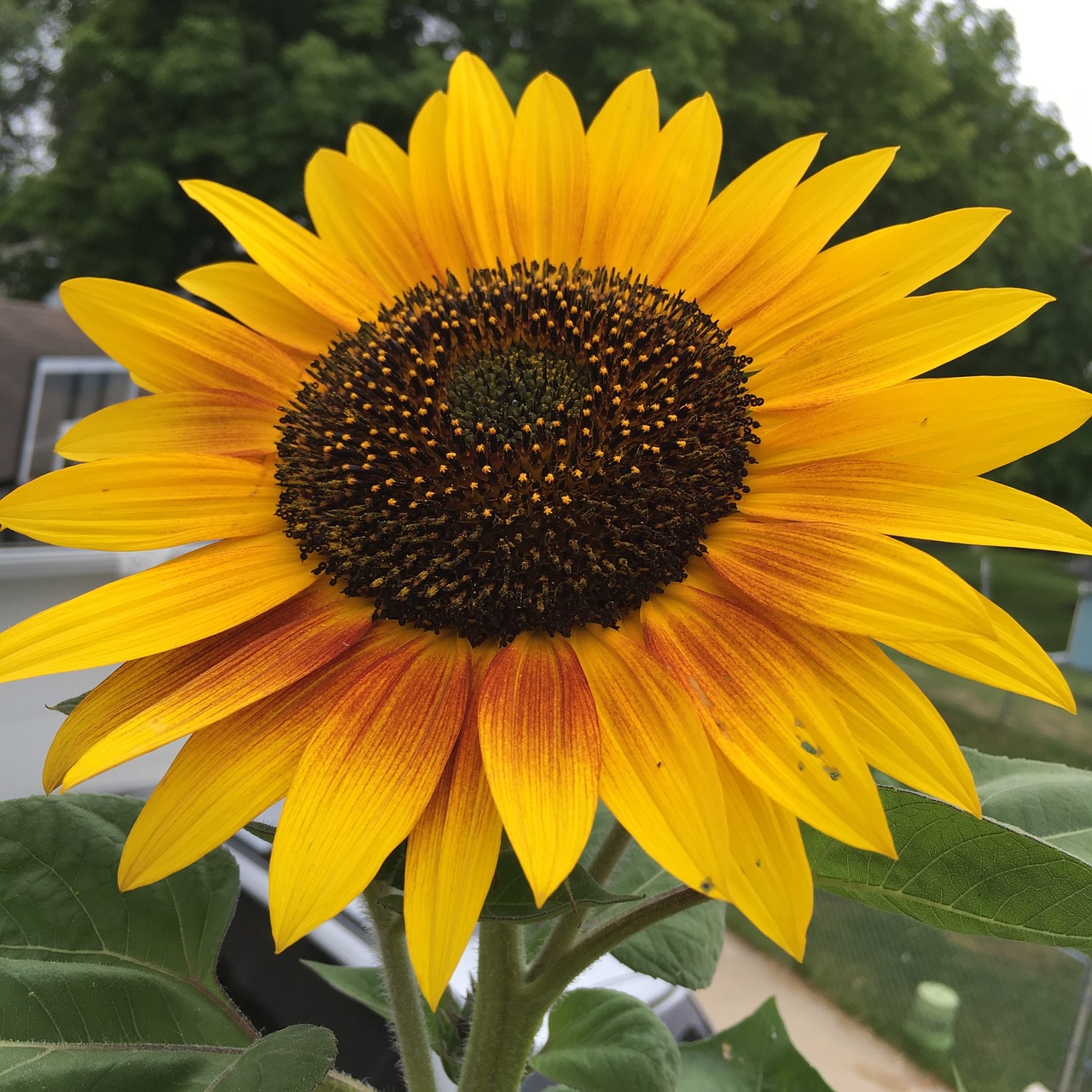 sunflower yellow brown free photo