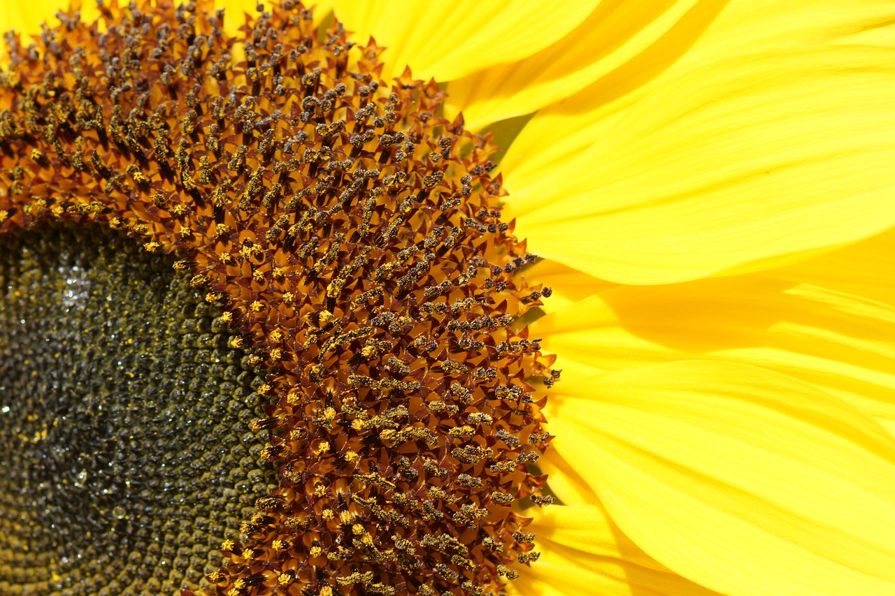 sunflower close-up yellow free photo