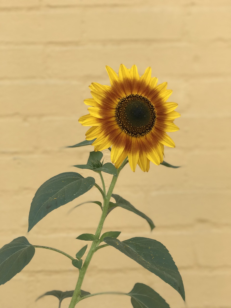 sunflower flora nature free photo