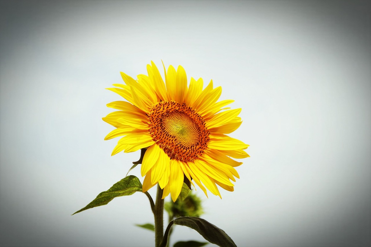 sunflower your efforts park free photo