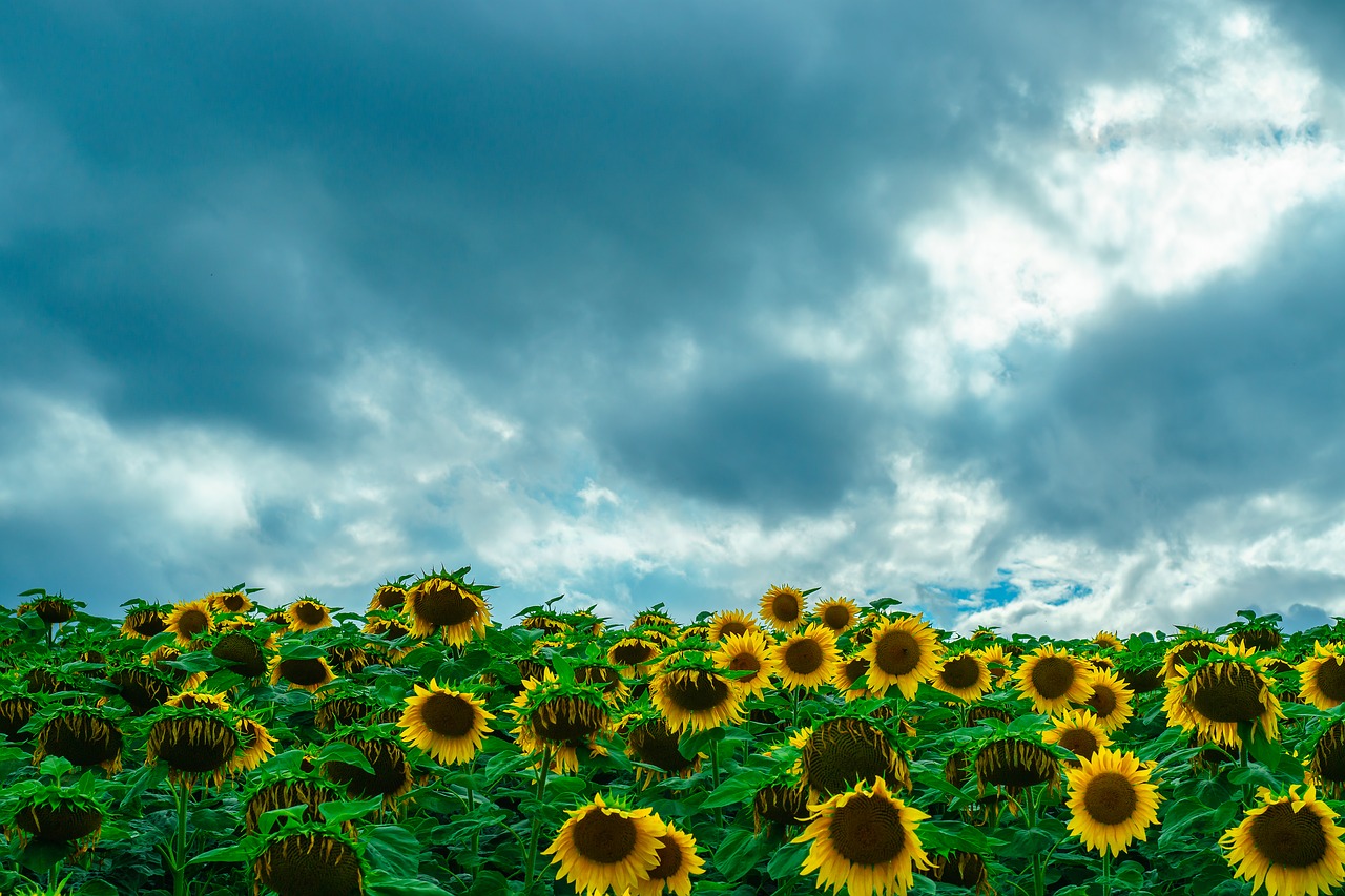 sunflower field sky free photo
