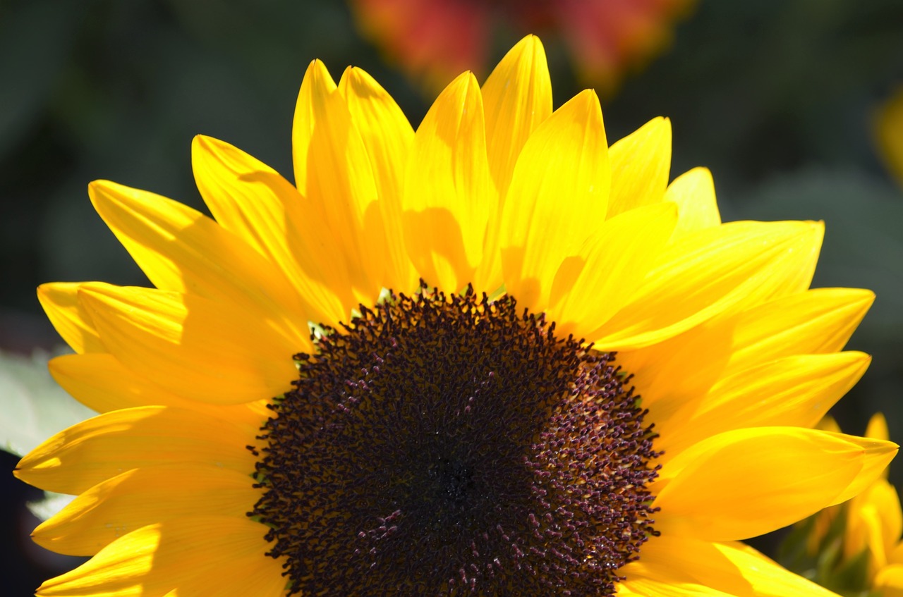 sunflower macro floral free photo