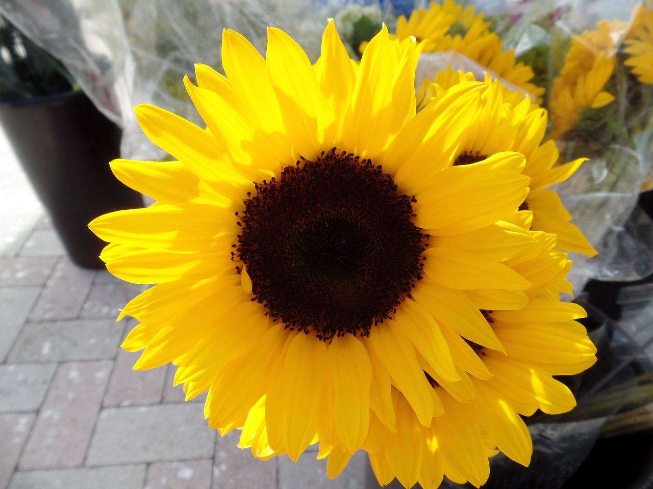 sunflower plant flower free photo