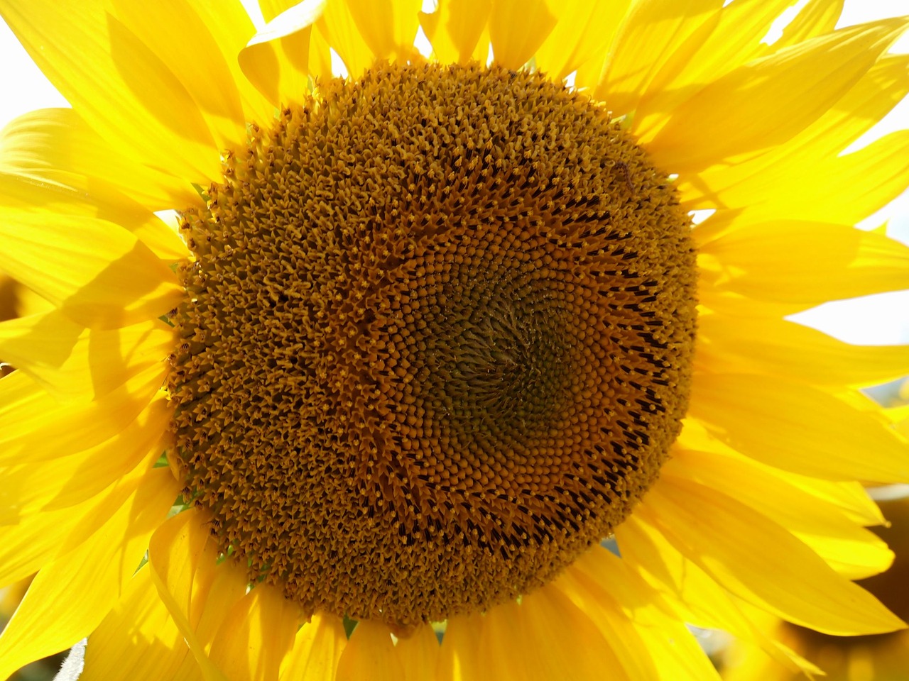 sunflower yellow summer flowers free photo