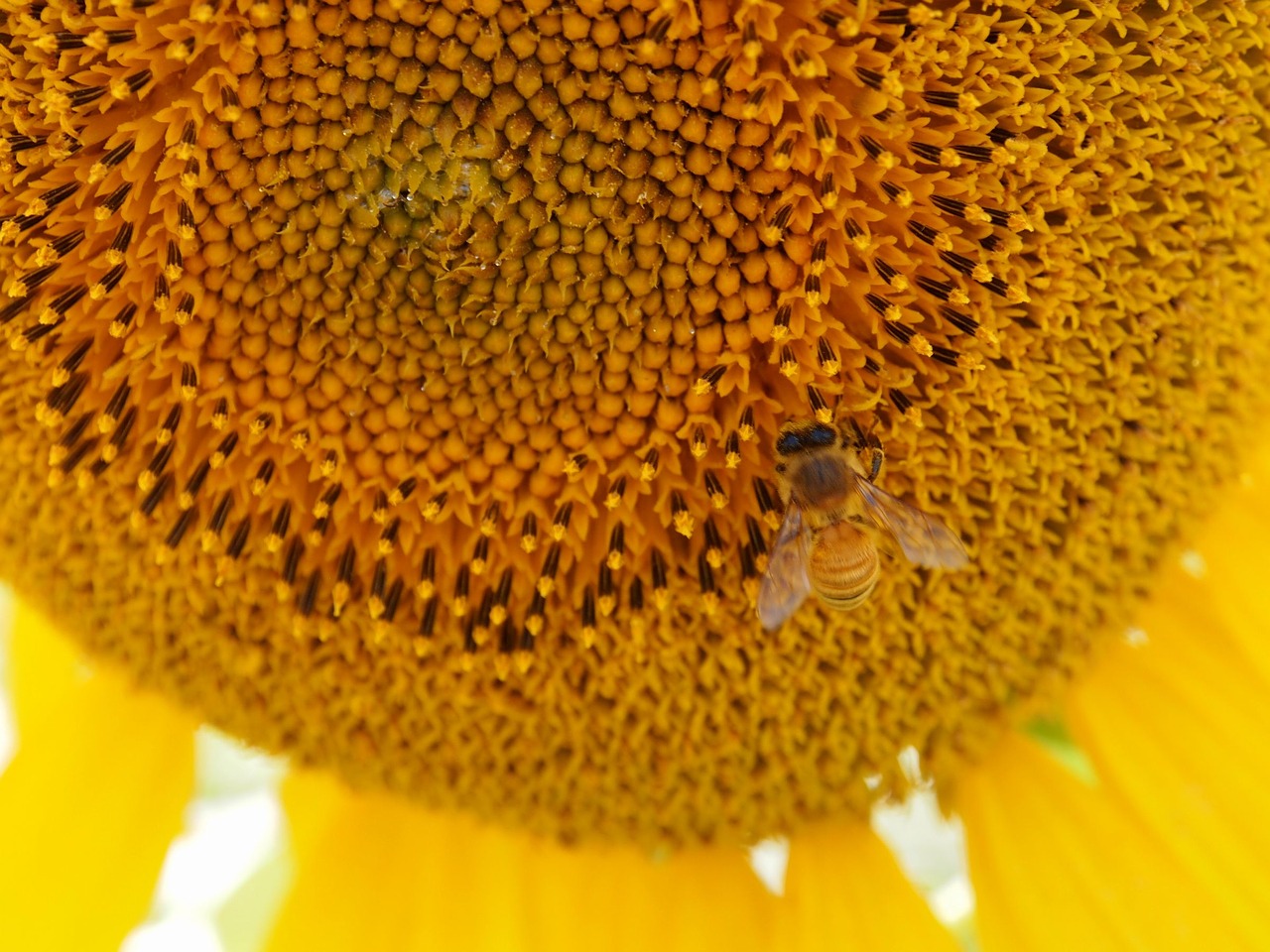 sunflower yellow honeybee free photo