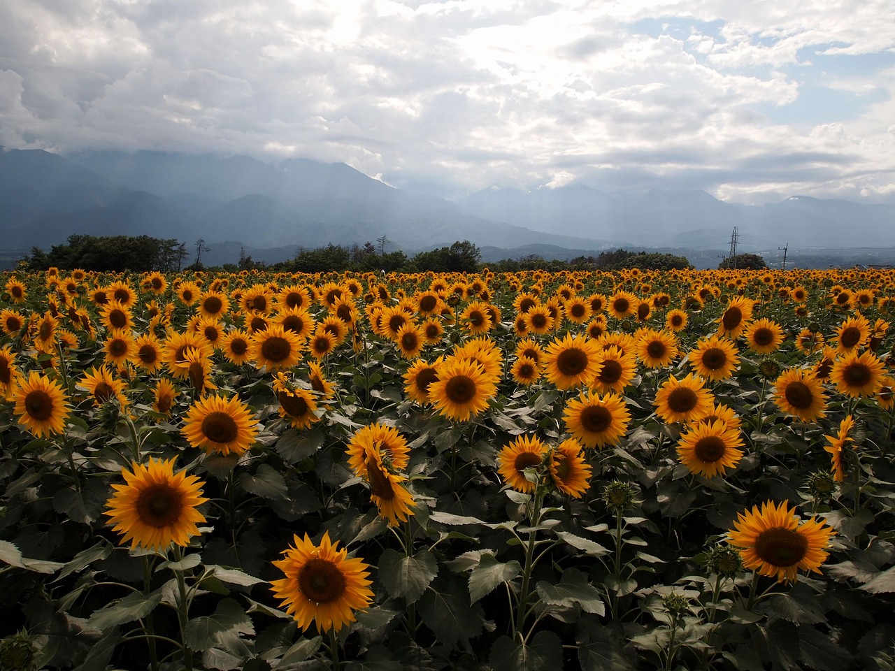 sunflower yellow sunflower field free photo