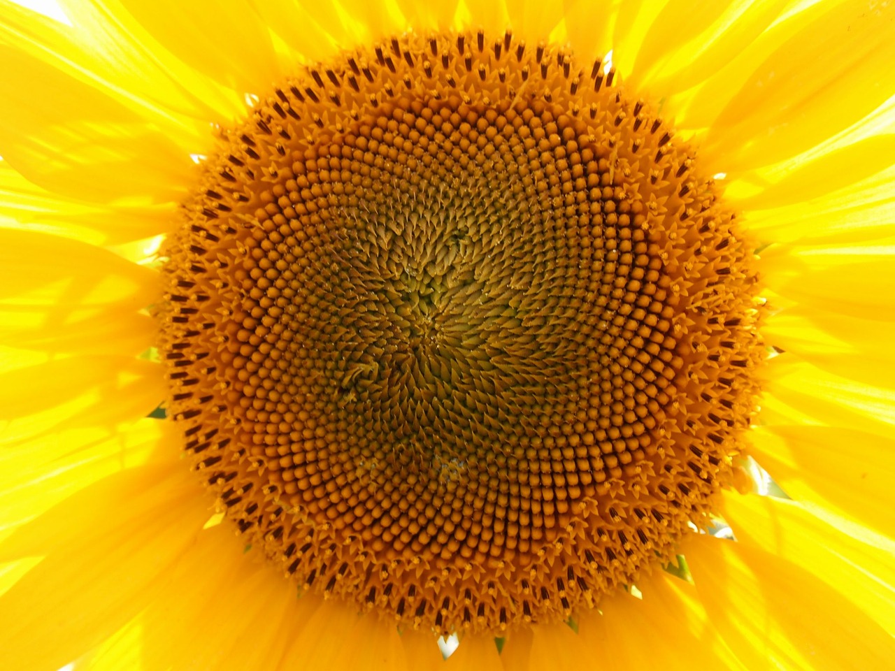 sunflower yellow summer flowers free photo