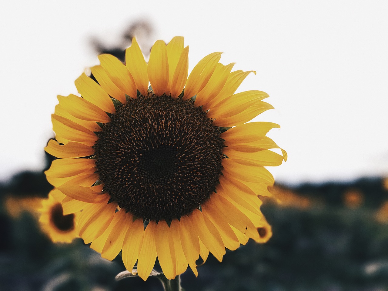 sunflower sunflowers flower free photo