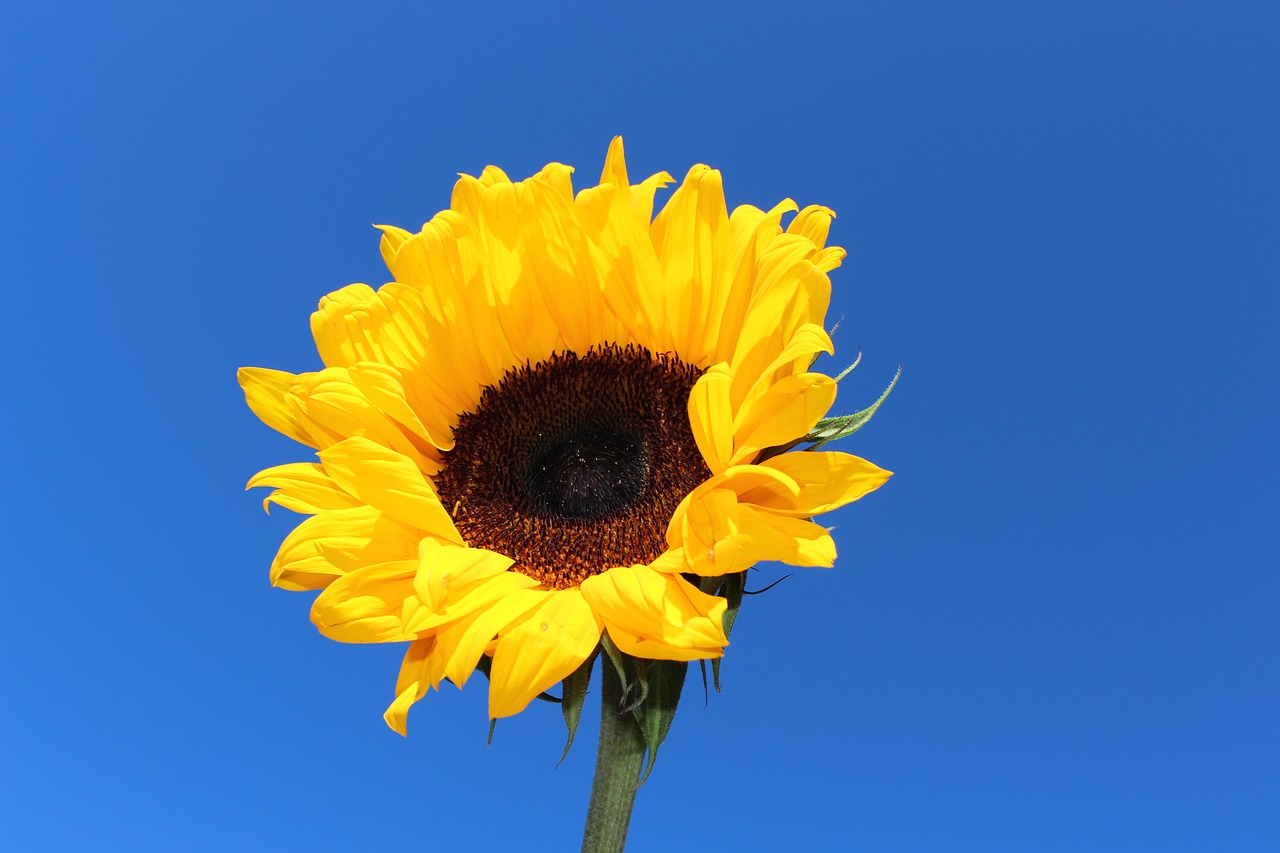 sunflower yellow flower free photo