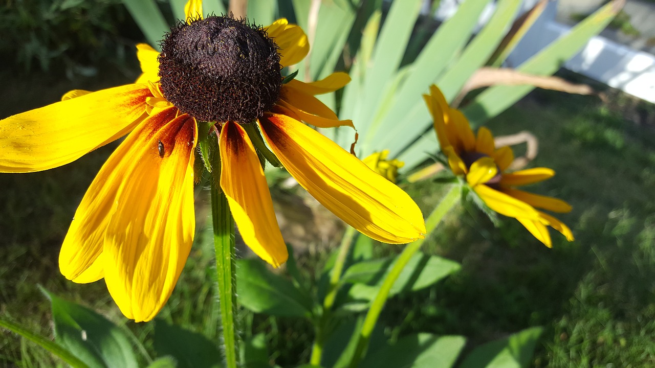 sunflower flower garden free photo