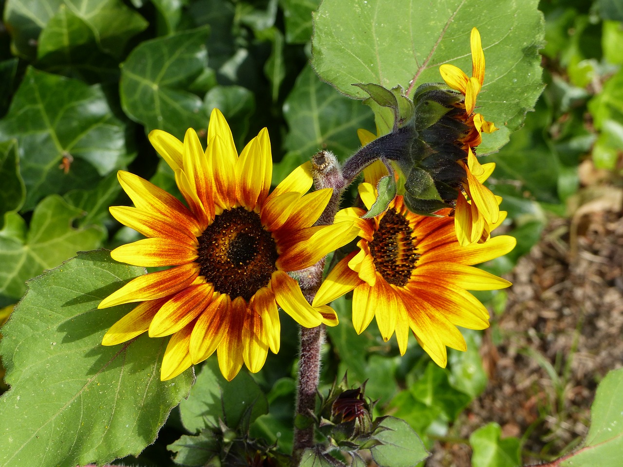 sunflower red yellow free photo