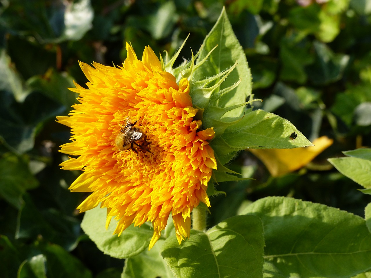 sunflower yellow summer free photo