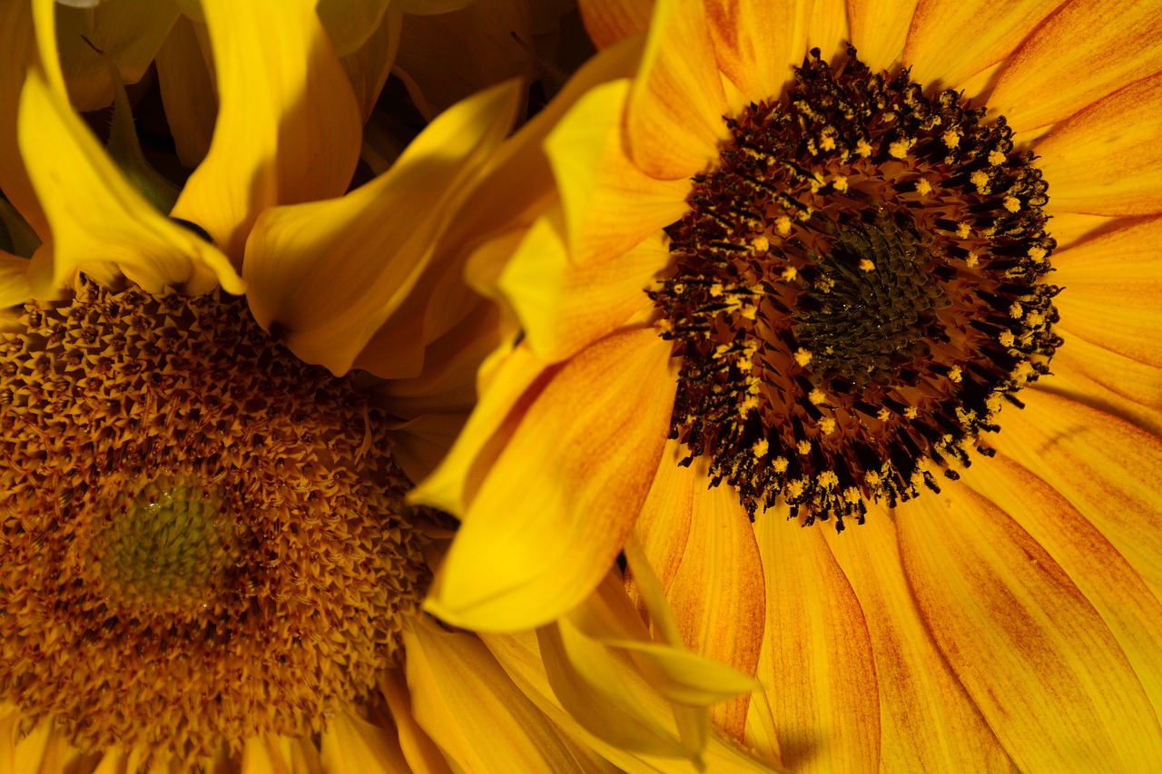 sunflower flower orange free photo