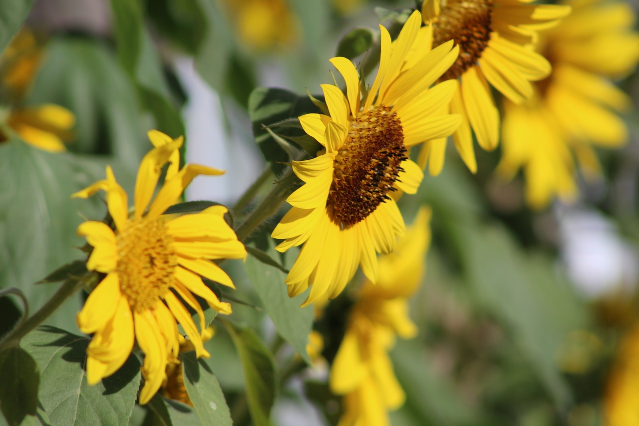 sunflower summer garden free photo