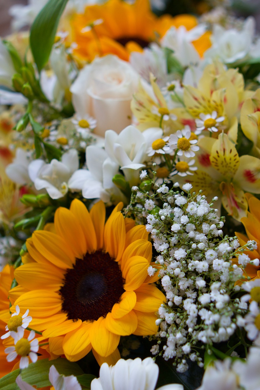 sunflower flowers nature free photo