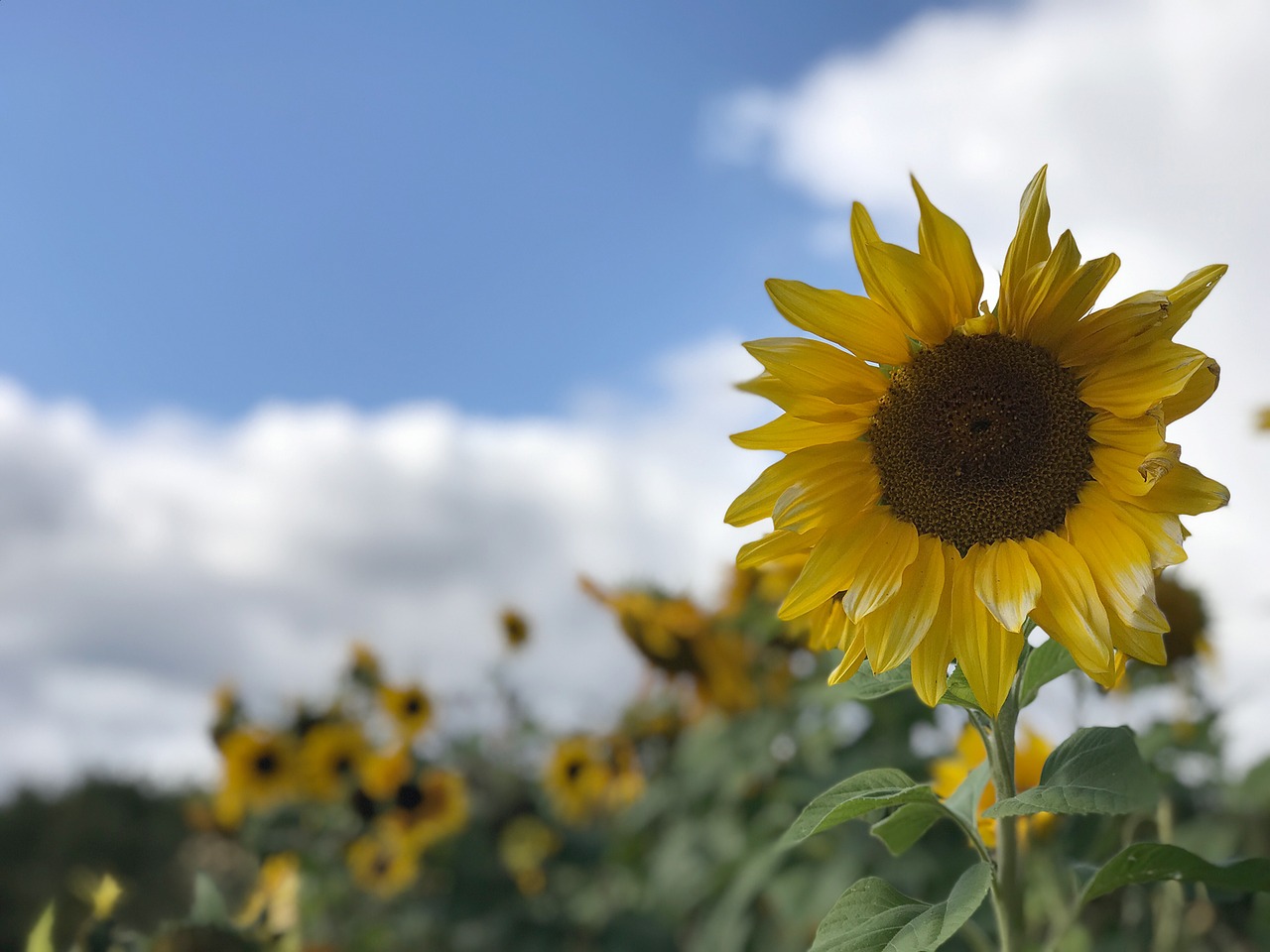 sunflower clouds flowers free photo