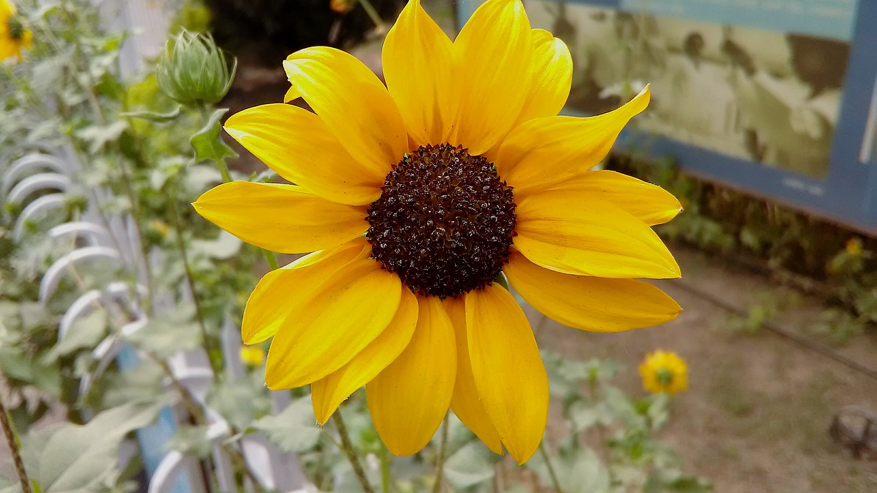 sunflower yellow flower flower free photo