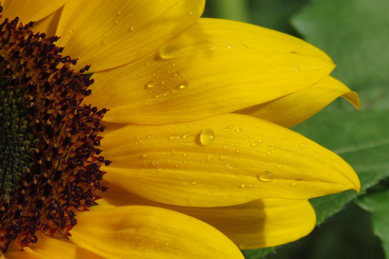 sunflower flower yellow free photo