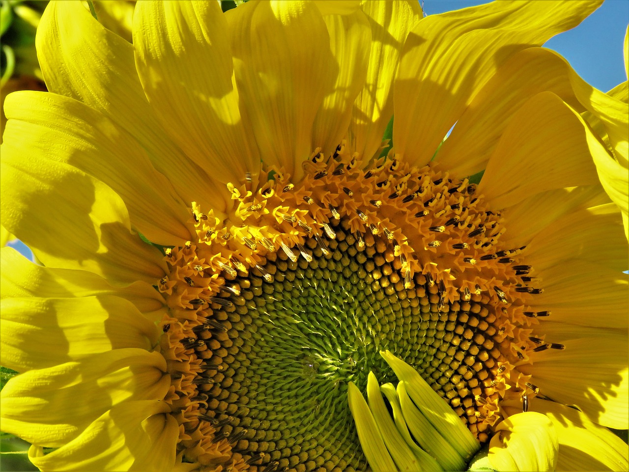 sunflower enormous yellow free photo