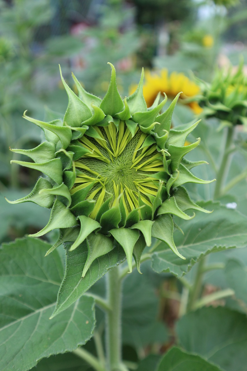 sunflower bud green free photo