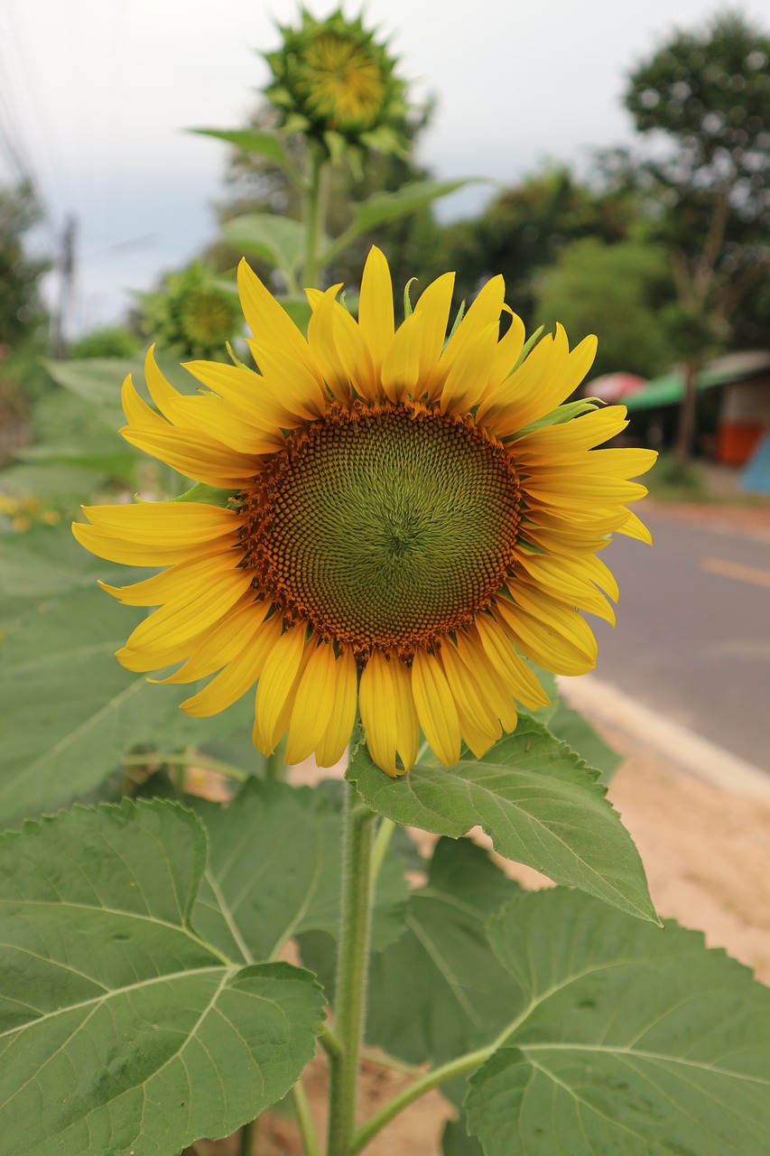 sunflower flowers color free photo