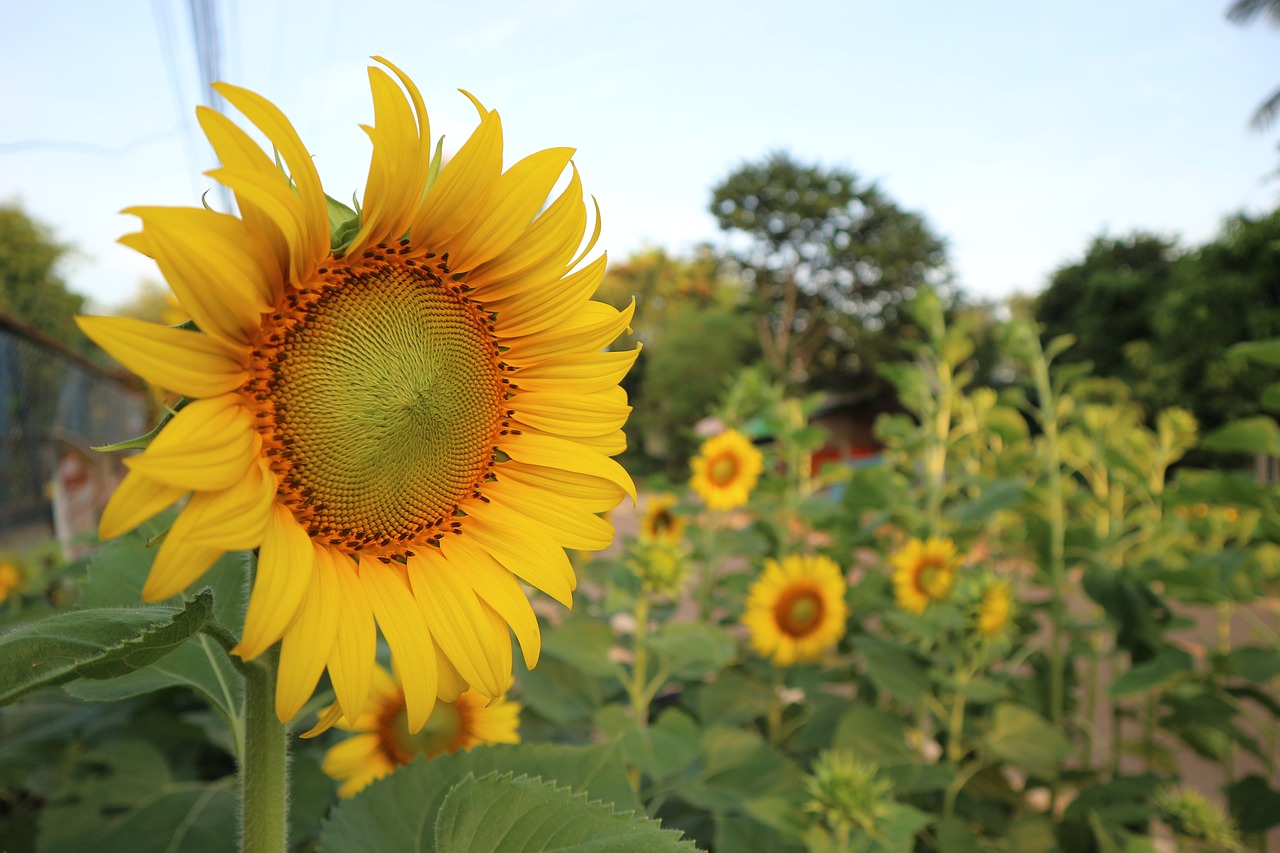 sunflower yellow flowers free photo