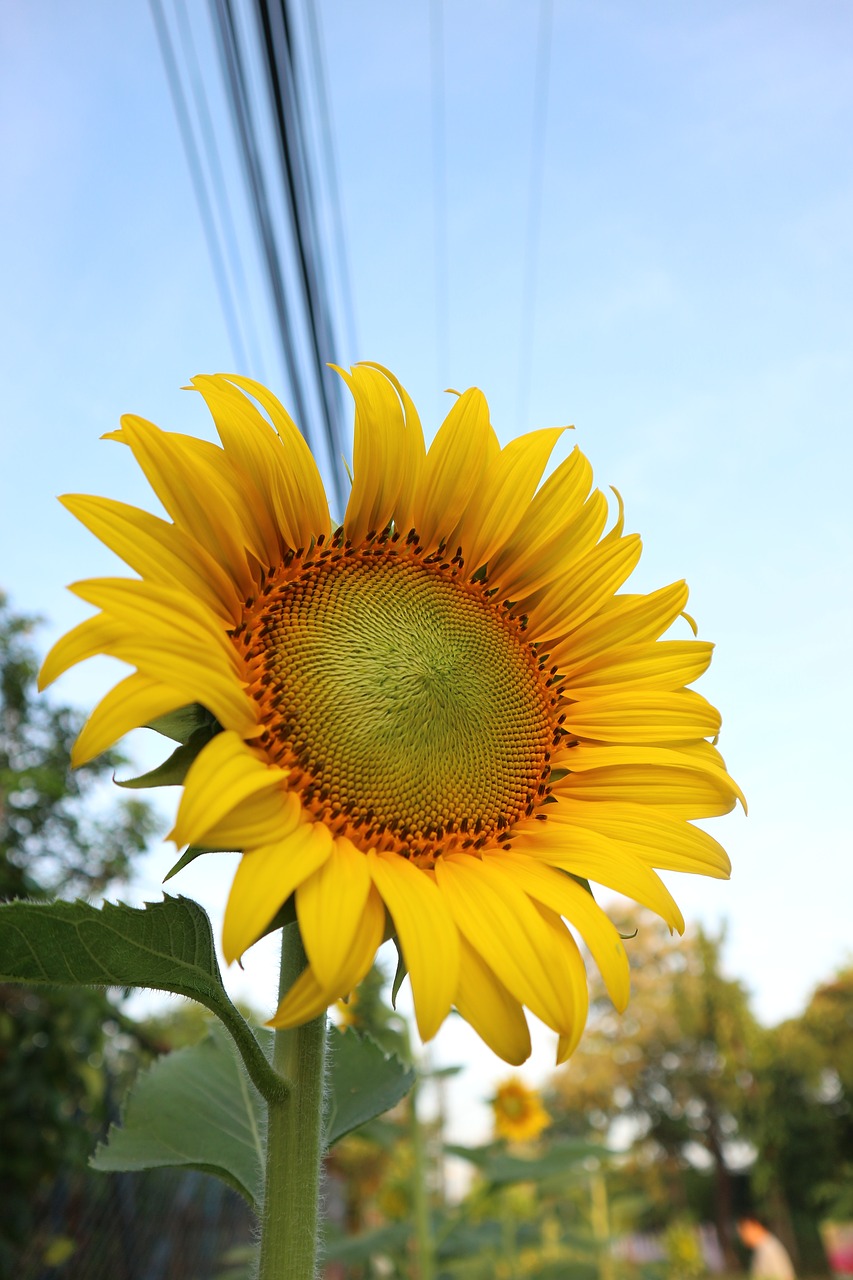 sunflower yellow flowers free photo