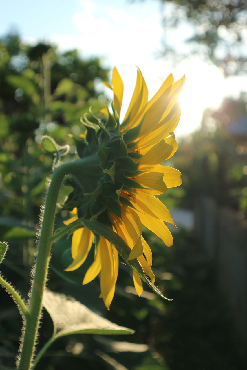 sunflower flowers yellow free photo