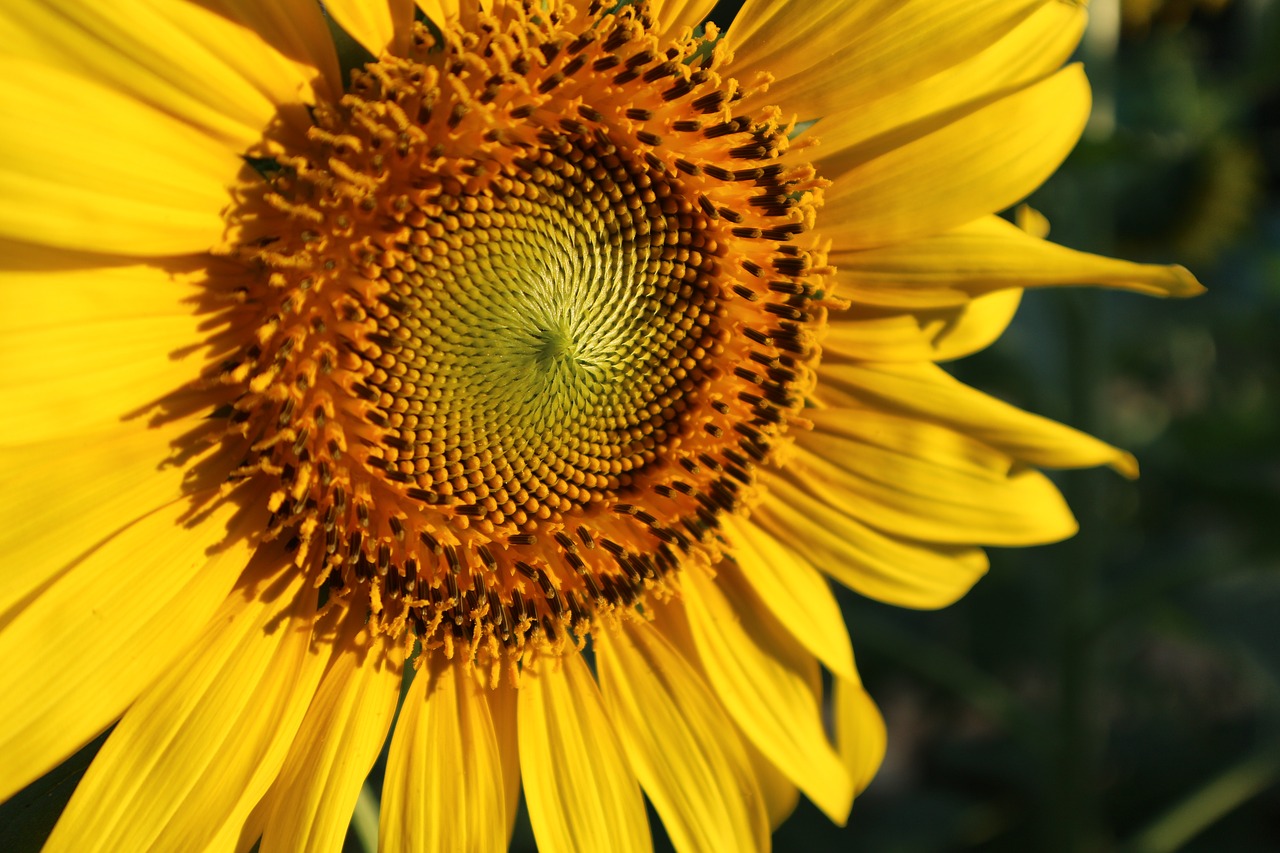 sunflower flowers yellow free photo